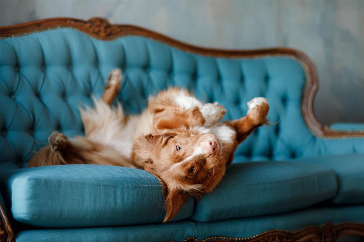 Dogs sleeping on their back